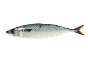 Sardinen und Sardellen