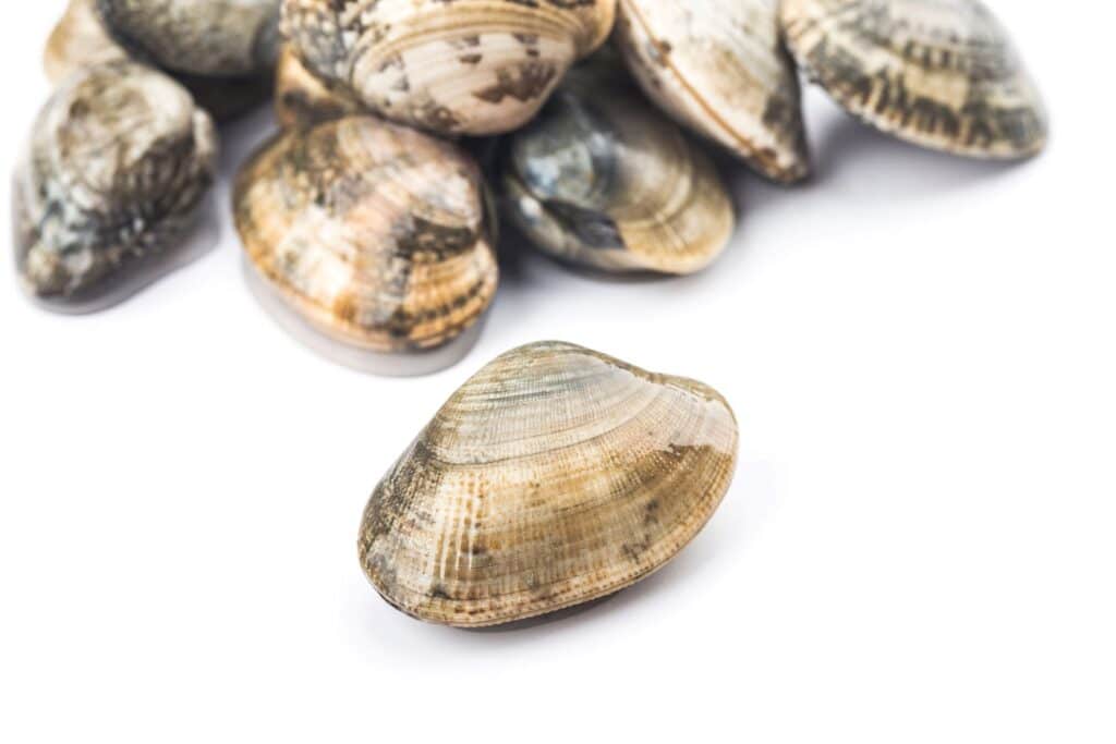 Venusmuscheln, Herzmuscheln, Vongole