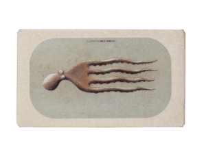 Oktopus in feinstem Olivenöl