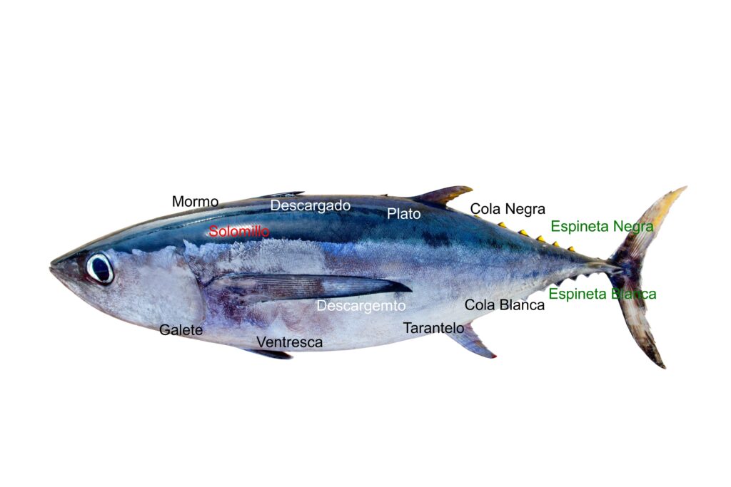 Bester Thunfisch
